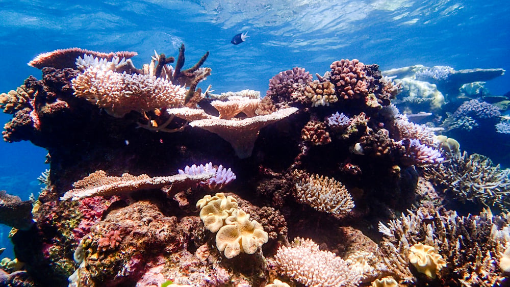 the great barrier reef essay