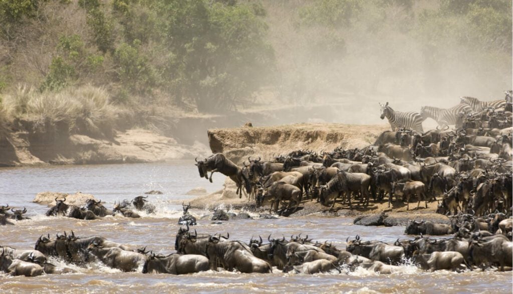 Serengeti-Migration